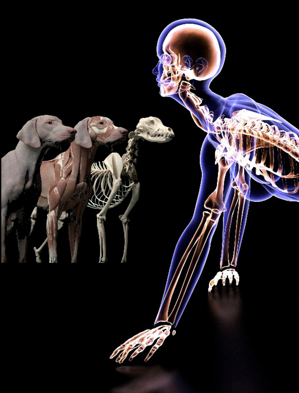 animal-osteopathy-sidebar
